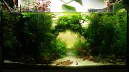 aquarium-von-fredo-fuss-prinzessin-lillyfish_Lillyfish im April