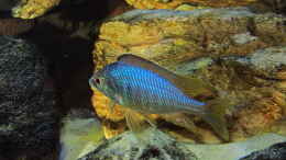 aquarium-von-steffen-g-nur-noch-als-beispiel_Placidochromis sp. jalo 01.07.2014