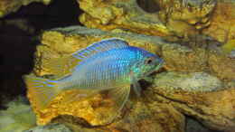 aquarium-von-steffen-g-nur-noch-als-beispiel_Placidochromis sp. jalo 01.07.2014
