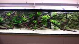 aquarium-von-juergen-herb-predatory-characins-aufgeloest_1680 L Südamerika