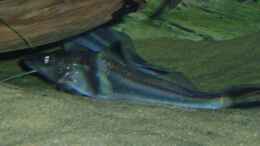 Aquarium einrichten mit Pimelodus ornatus