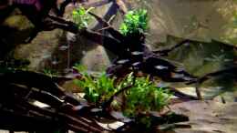 aquarium-von-juergen-herb-giant-and-dwarfs_Hemigrammus bleheri