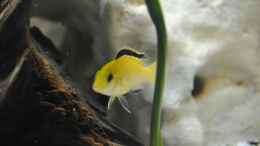 aquarium-von-marco-rath-juwel-vision-180_Labidochromis yellow männchen