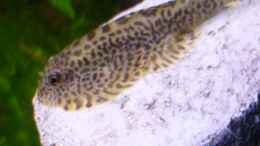 Aquarium einrichten mit Flossensauger  (Beaufortia Kweichowensis Leveretti)