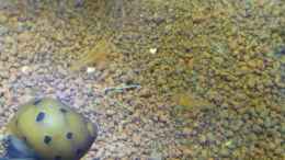 aquarium-von-garnelenhobby-garnelenhobby-de-30-liter_Zebra Rennschnecke (Vittina coromandeliana)