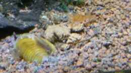 aquarium-von-garnelenhobby-garnelenhobby-de-30-liter_Körbchenmuscheln (Corbicula javanicus)