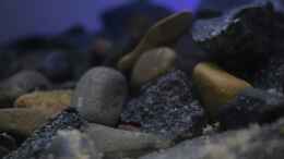 aquarium-von-falk-towuti---lake_die verwendeten Steine