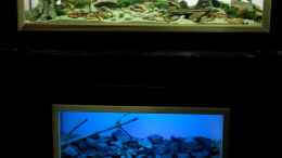 aquarium-von-falk-towuti---lake_Beide Sulawesi-Becken