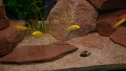 aquarium-von-duder-malawikus-wohnzimmer_Der Boden besteht aus Spielsand gemischt mit rotem Shrimpsan