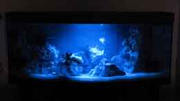 aquarium-von-andreas-novak-becken-22922_Mondlicht