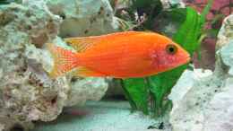 aquarium-von-andreas-novak-becken-22922_Aulonocara FireFish Männchen