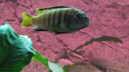 aquarium-von-andreas-novak-becken-22922_pseudotropheus membe deep - Männchen