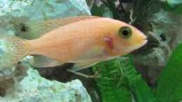 aquarium-von-andreas-novak-becken-22922_Aulonocara FireFish Weibchen