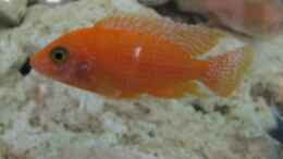 aquarium-von-andreas-novak-becken-22922_Aulonocara FireFish Männchen