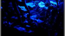 aquarium-von-mooni-mein-kleiner-traum-dient-nur-noch-als-beispiel_Becken bei Nachtlicht, keine Angst - nur die lange Belichtun