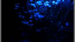aquarium-von-mooni-mein-kleiner-traum-dient-nur-noch-als-beispiel_Becken bei Nachtlicht, keine Angst - nur die lange Belichtun