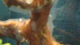 aquarium-von-marina-gesellschaftsbecken_rote Moorwurzel mit Bakterienrasen (11.5.2012)