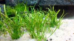 Aquarium einrichten mit Lilaeopsis mauritiana