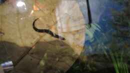 Aquarium einrichten mit Dornauge auf schwimmendem Seemandelbaumblatt