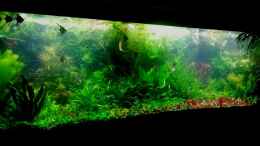 aquarium-von-amazonas-flower-power_Hauptbild 20120430