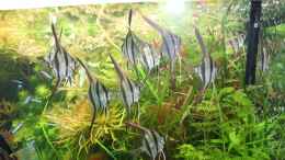 aquarium-von-amazonas-flower-power_Altum 20120415
