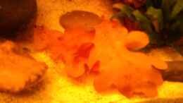 aquarium-von-grek77-des-neons-feuchter-traum_Eichenlaub