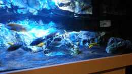 aquarium-von-mischa-wilken-becken-22990-steht-zum-verkauf-_