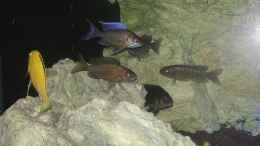 aquarium-von-mischa-wilken-becken-22990-steht-zum-verkauf-_Aulonocara Lwanda mit Weibchen