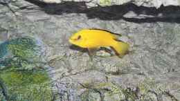 aquarium-von-mischa-wilken-becken-22990-steht-zum-verkauf-_Labidochromis caeruleus Bock
