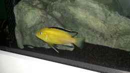 aquarium-von-mischa-wilken-becken-22990-steht-zum-verkauf-_Labidochromis caeruleus Bock