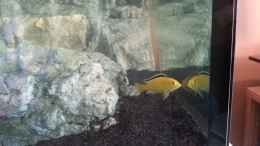 Foto mit Labidochromis caeruleus