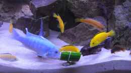 aquarium-von-bandito76-900l-mbuna-becken_Fütterung mit Gurke