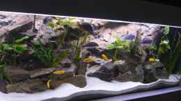 aquarium-von-bandito76-900l-mbuna-becken_die ersten Fische sind eingezogen