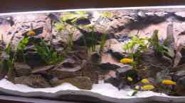 aquarium-von-bandito76-900l-mbuna-becken_die ersten Fische sind eingezogen