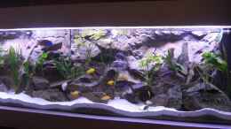 aquarium-von-bandito76-900l-mbuna-becken_900l Mbuna-Becken