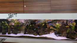 aquarium-von-bandito76-900l-mbuna-becken_Update: Gesamtansicht April 2013