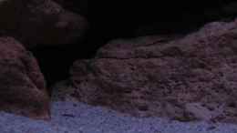 aquarium-von-aquamika-mbuna-felsen_viele Verstecke und dunkler Sand