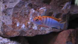 aquarium-von-aquamika-mbuna-felsen_das hongi Männchen