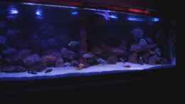aquarium-von-frank-hopp-becken-422-nur-noch-beispiel_