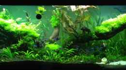 aquarium-von-xstedt-rio-240-liter-dschungel_Rio 240 Mai 2012