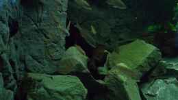 aquarium-von-pierre-der-zweite-versuch-nur-noch-beispiel-_Cyprichromis leptosoma Mpulungu