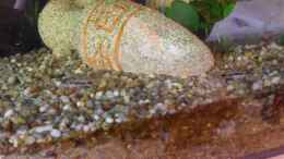 Aquarium einrichten mit Corydoras osteocarus