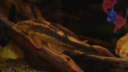 aquarium-von-gguardiann-hills-of-rio-negro-deadwood-nur-noch-beispiel_Red Bruno (Cochliodon sp. Paraguay)