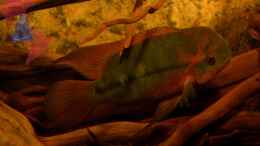 aquarium-von-gguardiann-hills-of-rio-negro-deadwood-nur-noch-beispiel_Eines meiner Smaragdbuntbarsch-Männchen.