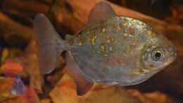 aquarium-von-gguardiann-hills-of-rio-negro-deadwood-nur-noch-beispiel_Ein Männchen - zu erkennen an der rot werdenden Brust.