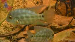 aquarium-von-gguardiann-hills-of-rio-negro-deadwood-nur-noch-beispiel_Das holde Paar: Oben das Männchen, unten das Weib
