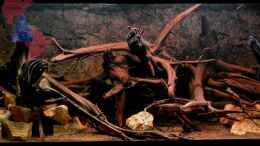 aquarium-von-gguardiann-hills-of-rio-negro-deadwood-nur-noch-beispiel_Linke Seite am 20.09.2012