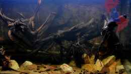 aquarium-von-gguardiann-hills-of-rio-negro-deadwood-nur-noch-beispiel_Und Rechts: Der Schwarzwassereffekt kommt auf den Fotos nich
