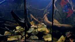 aquarium-von-gguardiann-hills-of-rio-negro-deadwood-nur-noch-beispiel_Die Mitte: Die Fotos wirken leider viel heller als es im Aqu