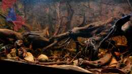 aquarium-von-gguardiann-hills-of-rio-negro-deadwood-nur-noch-beispiel_Rechte Seite am 20.09.2012
